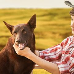 红犬历险记2：蓝犬 - vujBobND7yPAw1CZsoF88IsxEB5.jpg