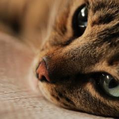 伊斯坦布尔的猫 - 7Ak9VJ67NEKuUmnVlDjGWWHSnB7.jpg