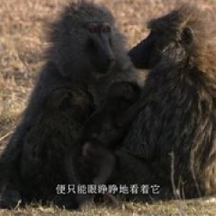 大裂谷：美丽的非洲心脏 - p164234700852451385.jpg