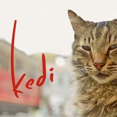 伊斯坦布尔的猫 - bJAjLzYPLcqKB8rYWCwj5dOIWOl.jpg
